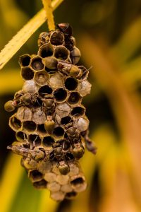 Home Propolis kopen voor duurzame verpakkingsmaterialen met antimicrobiële eigenschappen en biologisch afbreekbare films