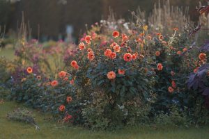 Home Mooie groene tuin aangelegd met coniferen, struiken en bodembedekkers voor een onderhoudsvriendelijke tuinontwerp